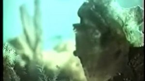 Многоклеточные животные Тип Губки