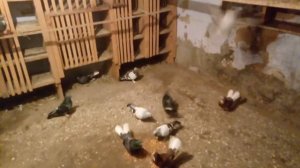 Голуби вертуны , и Такла