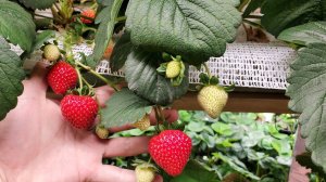 КЛУБНИКА SOPRANO "УСЫ" И НОВЫЕ ПЛОДЫ // ПРОВЕРЯЕМ ТОРФ