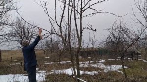 Обрезка груши весной (зимой)???