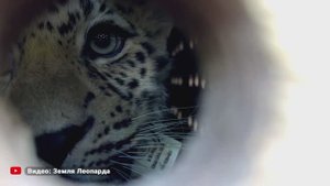 Спасенный леопард Leo 260M вернулся в дикую природу в Приморье.