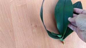 Хорошее удобрение для орхидей.Японское удобрение.Как реанимировать орхидею. Новая орхидея.