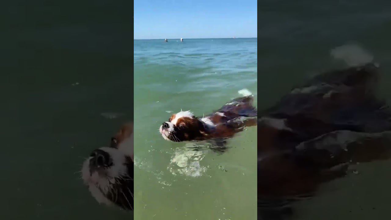 Вот и осень пришла О погоде на 1 сентября: Утром +24°...+31° Малооблачно #sorts #sochi смотреть онлайн