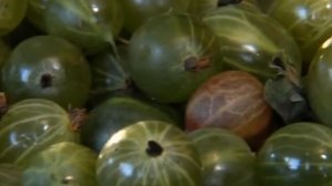 "Женская ягода" крыжовник !