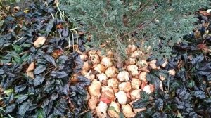 Подготовка участка к зиме