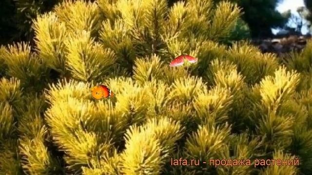 Сосна горная Карстенс Винтерголд (pinus mugo) ? обзор: как сажать, саженцы сосны Карстенс Винтергол