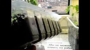 рассада помидор под фитолампой сравнение