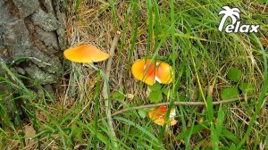 Autumn Nature in the Mountains and the Singing of Forest Birds