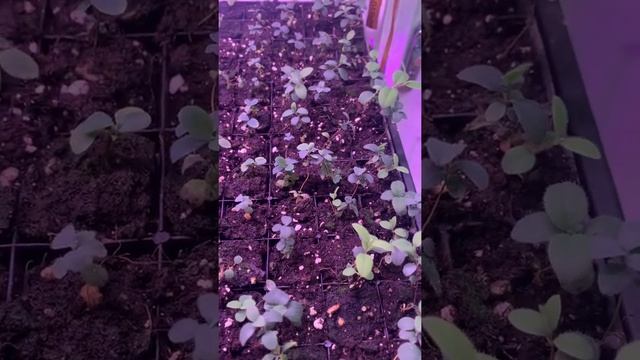 Жимолость канадская! Вореал бист, бьюти, близарт, аврора смотреть онлайн