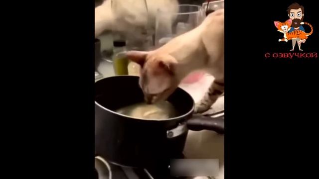 Приколы с котами! С ОЗВУЧКОЙ! СМЕШНЫЕ ЖИВОТНЫЕ - ДО СЛЁЗ! смотреть онлайн