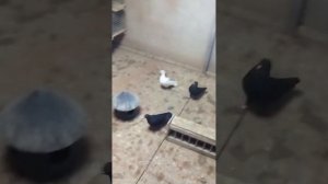 пермские высоколетные голуби