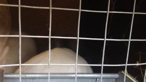 Почему крольчиха залазит на самца при спаривании