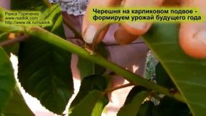 Черешня на карликовом подвое   формируем урожай будущего года