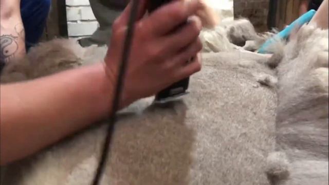 В Челябинске альпака Еремею сделали модную стрижку