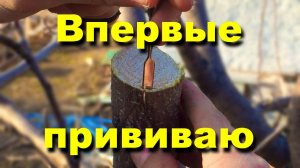 Прививки деревьев. Первый опыт. Перепутал яблоню с грушей