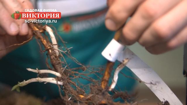 Крупноплодная садовая Малина, саженцы садовой фирмы Виктория смотреть онлайн