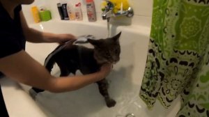 Мейн кун купается в ванной