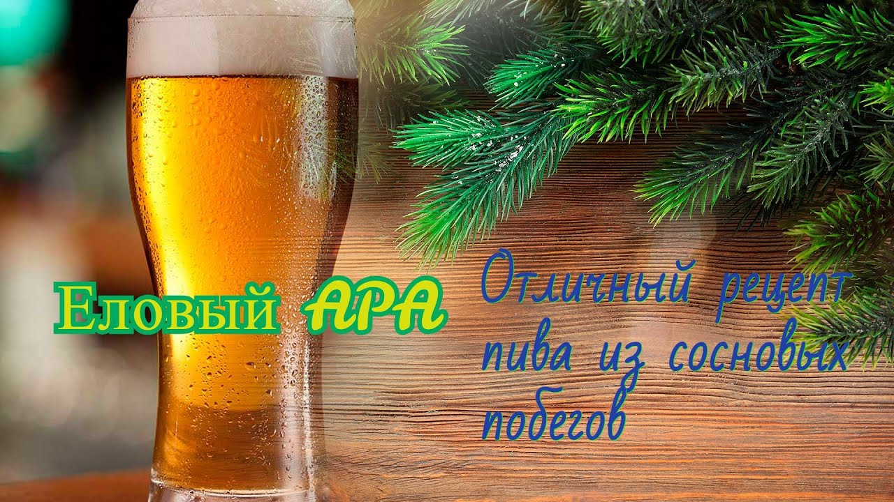 ВАРКА ЕЛОВОГО ПИВА! Отличный рецепт! AMERICAN PALE ALE C СОСНОВЫМИ ПОБЕГАМИ!