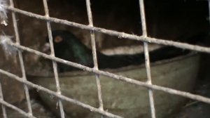 Голубки высиживают птенцов