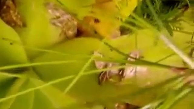 Растения-хищники смотреть онлайн