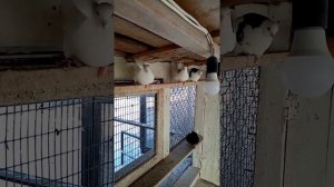 Ижевске голуби ИВАНОВ ЮА