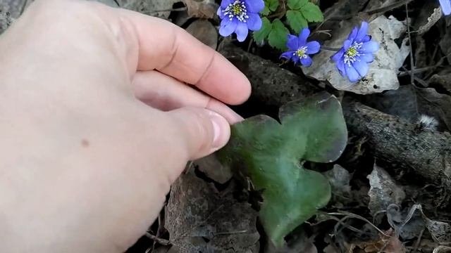 Ищем весенние цветы. Печеночница.