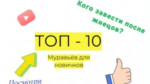 ТОП - 10 Муравьёв для новичков
