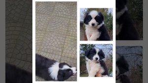 Щенки бордер колли. РКФ. Продажа. Краснодарский край.