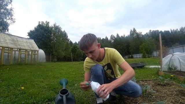 Подкормка капусты Часть 2 смотреть онлайн