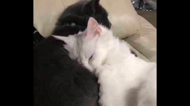 🕸Капкут плюнул мне в морду пока я это делала .Жуть как лагало так ,что могут быть косяки.. смотреть онлайн