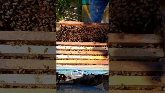 пчеловодство, разделение. на пол лёта. раннее отводки. результат смотреть онлайн