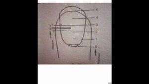 Значение белых точек на ногтях. Расшифровка. Хиромантия