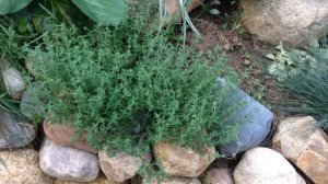 Портулак и чабрец для альпийской горки