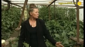 Паутинный клещ на баклажанах