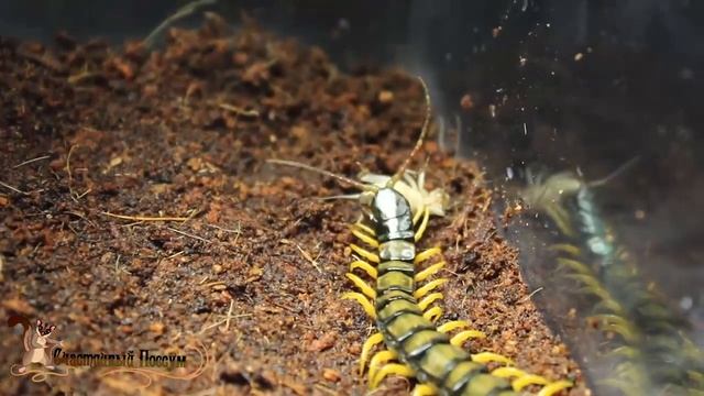 кормление кольчатой сколопендры (лат. Scolopendra Cingulata)