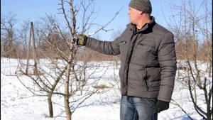 Обрезка груши