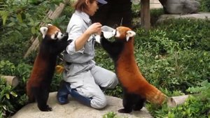 ТОП 5 Лучшие видео смешная красная панда.