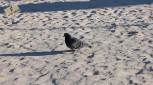 Солнечногорск