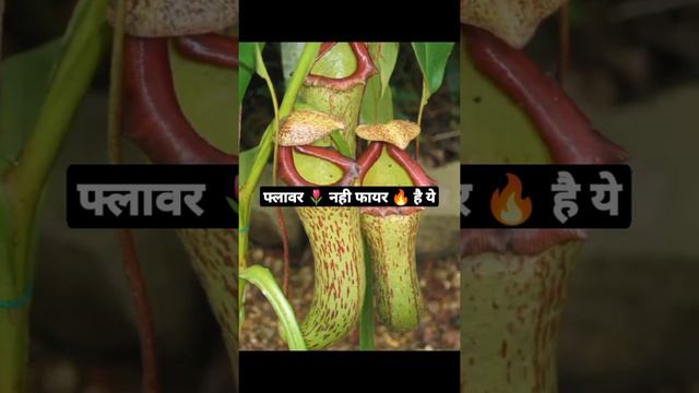 फ्लावर🌷नही फायर 🔥है ये, इसे पुष्पा समझने की भूल बिलकुल ना करे |carnivorous plants | मांसाहारी पौधे