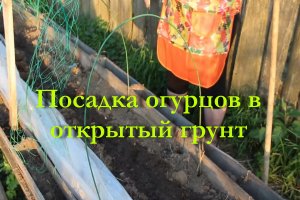 Посадка огурцов в открытый грунт