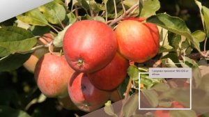 Яблоня Квинти - описание сорта