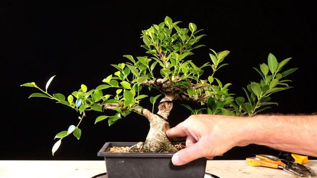 Tiger Bark Cutting and it's mother get a quick prune Ficus Microcarpa. Kinmeng ficus смотреть онлайн