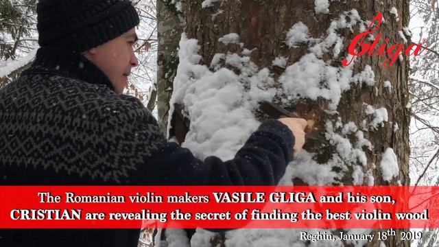 The Romanian Luthiers VASILE GLIGA and His Son CRISTIAN- finding the best wood for making violins