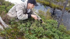 самая редкая ягода России.Голубика архангельская область. ягода севера.