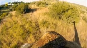 Удивительное животное жираф!