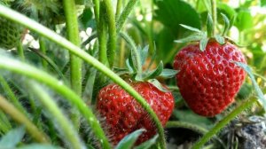 Как укрывать клубнику на зиму в Подмосковье, в средней полосе, в Сибири, на Урале