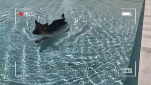 СМОТРИТЕ, КАК РАСТЕТ ЩЕНОК НЕМЕЦКОЙ ОВЧАРКИ (7 НЕДЕЛЬ - 2 ГОДА)