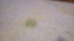 Как БЫСТРО ПРИУЧИТЬ щенка К ПЕЛЕНКЕ. Щенкам шпица 6 недель