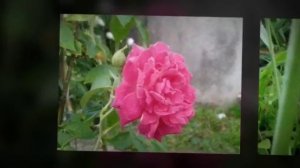 What A Wonderful World - Cover (Orig.by Louis Armstrong )