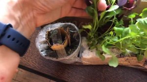 Распаковка посылки 📦 от канала «Тепличный говорун»